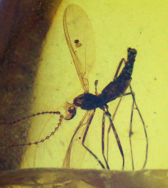 透明度が高く、純粋に琥珀として美しい個体、複数の虫を内包したバーマイト（Burmite）（その1）