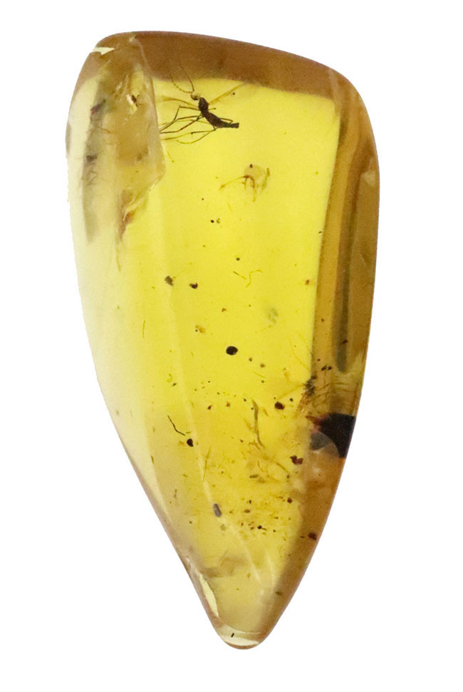 透明度が高く、純粋に琥珀として美しい個体、複数の虫を内包したバーマイト（Burmite）（その2）