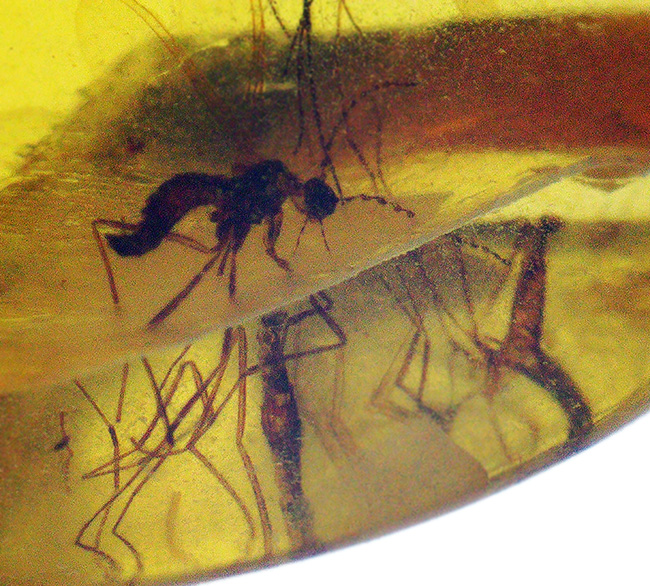 透明度が高く、純粋に琥珀として美しい個体、複数の虫を内包したバーマイト（Burmite）（その3）