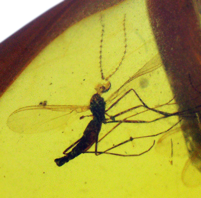 透明度が高く、純粋に琥珀として美しい個体、複数の虫を内包したバーマイト（Burmite）（その4）