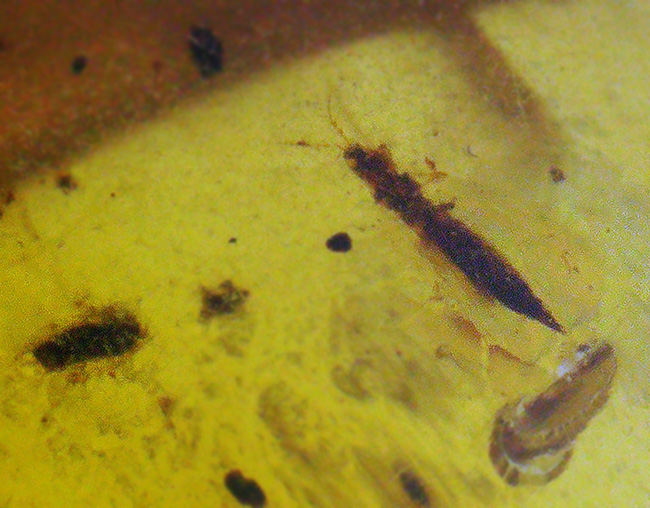 透明度が高く、純粋に琥珀として美しい個体、複数の虫を内包したバーマイト（Burmite）（その5）