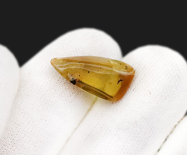 透明度が高く、純粋に琥珀として美しい個体、複数の虫を内包したバーマイト（Burmite）（その7）