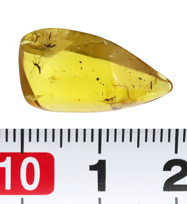 透明度が高く、純粋に琥珀として美しい個体、複数の虫を内包したバーマイト（Burmite）（その8）