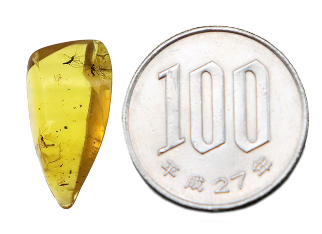 透明度が高く、純粋に琥珀として美しい個体、複数の虫を内包したバーマイト（Burmite）（その9）