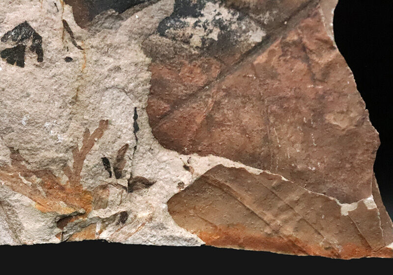 茶褐色と炭化ブラックが織りなす、自然の絵画のような国産の落ち葉床化石（Leaf fossil）（その2）