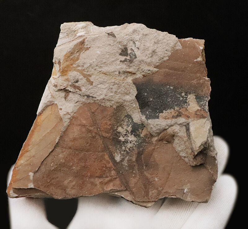 茶褐色と炭化ブラックが織りなす、自然の絵画のような国産の落ち葉床化石（Leaf fossil）（その3）