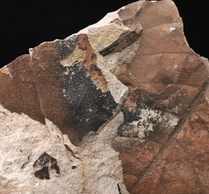 茶褐色と炭化ブラックが織りなす、自然の絵画のような国産の落ち葉床化石（Leaf fossil）（その4）