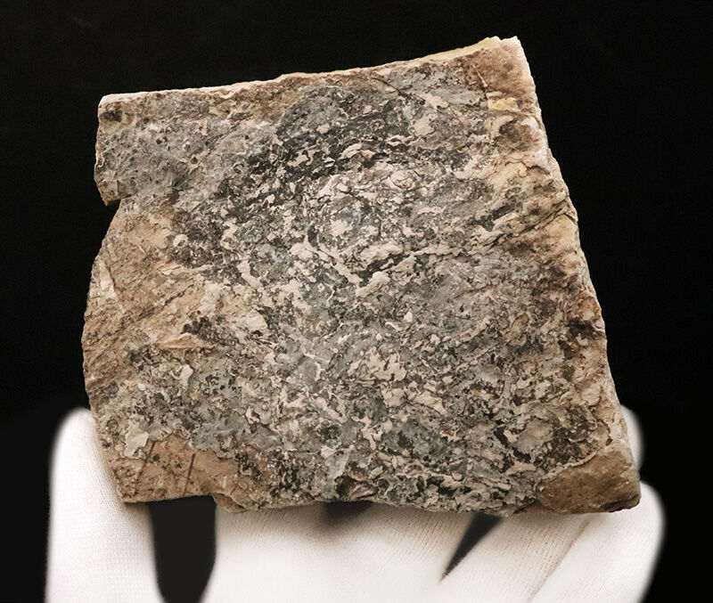 茶褐色と炭化ブラックが織りなす、自然の絵画のような国産の落ち葉床化石（Leaf fossil）（その5）