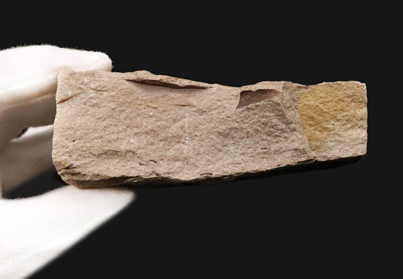 茶褐色と炭化ブラックが織りなす、自然の絵画のような国産の落ち葉床化石（Leaf fossil）（その6）