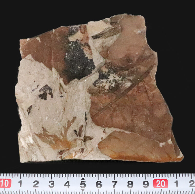 茶褐色と炭化ブラックが織りなす、自然の絵画のような国産の落ち葉床化石（Leaf fossil）（その7）