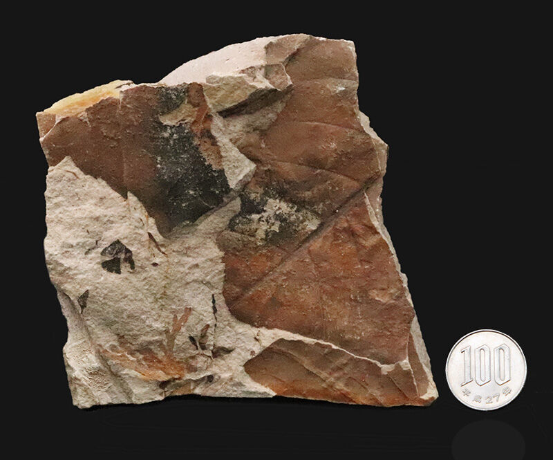 茶褐色と炭化ブラックが織りなす、自然の絵画のような国産の落ち葉床化石（Leaf fossil）（その8）