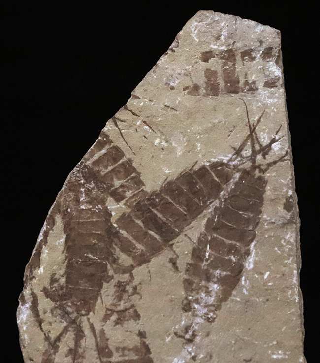 複数個体が密集！中国・遼寧省産、約35ミリの大型カゲロウ類若虫（Ephemeroptera nymph）を含む群集化石（その2）