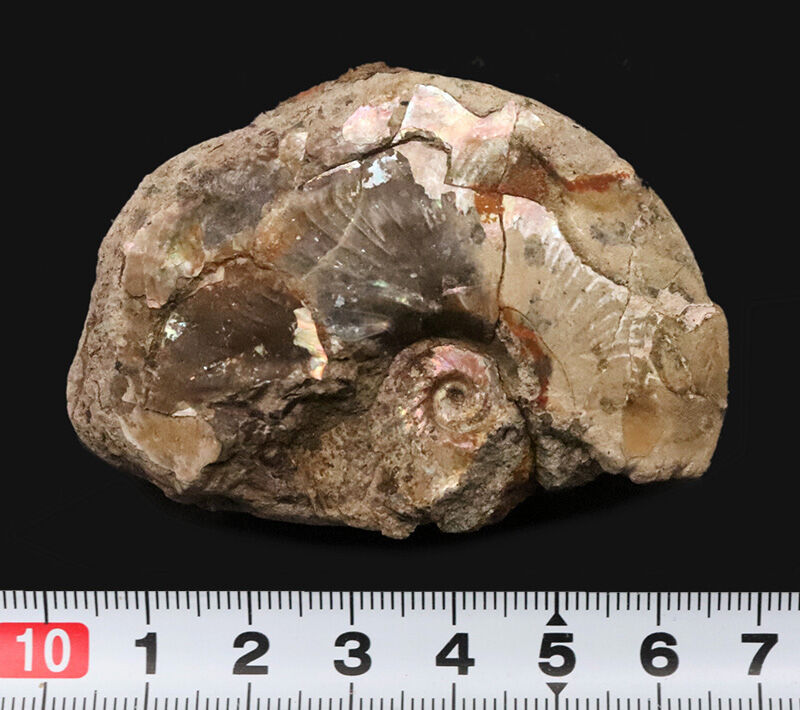 一部遊色を確認！北海道産・白亜紀アンモナイト、メタプラセンチセラス（Metaplacenticeras）（その6）