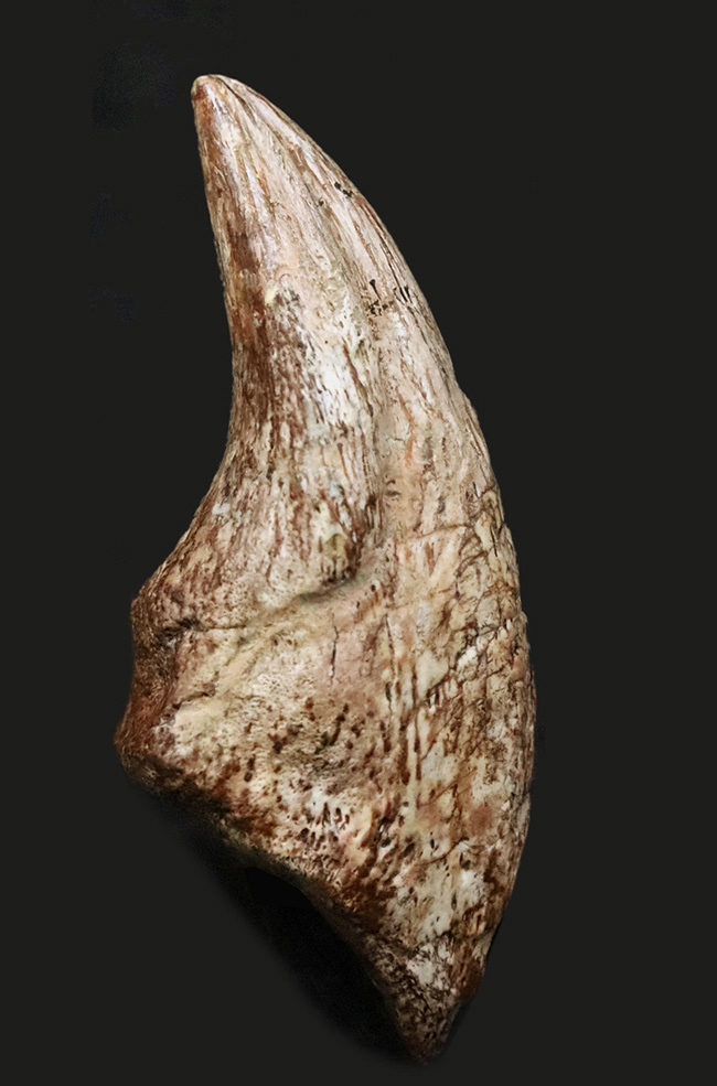世界的発見者の来歴を持つ、由緒正しき逸品、この先ずっと宝物として守り継いでいただきたい……あのSTAN発掘者「スタン・サリクソン氏」の標本、ティラノサウルス・レックス(Tyrannosaurus rex)幼体のフットクロウ化石(その1)