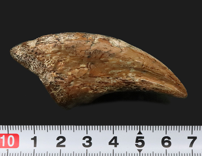 世界的発見者の来歴を持つ、由緒正しき逸品、この先ずっと宝物として守り継いでいただきたい……あのSTAN発掘者「スタン・サリクソン氏」の標本、ティラノサウルス・レックス(Tyrannosaurus rex)幼体のフットクロウ化石(その10)