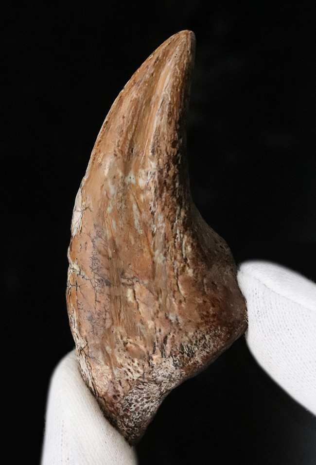 世界的発見者の来歴を持つ、由緒正しき逸品、この先ずっと宝物として守り継いでいただきたい……あのSTAN発掘者「スタン・サリクソン氏」の標本、ティラノサウルス・レックス(Tyrannosaurus rex)幼体のフットクロウ化石(その4)