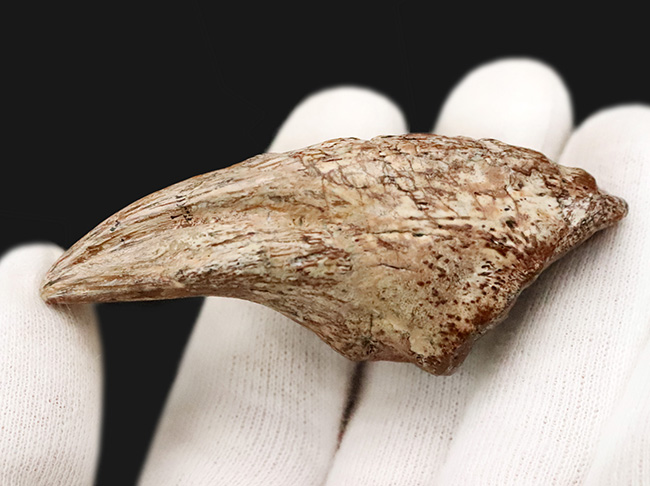 世界的発見者の来歴を持つ、由緒正しき逸品、この先ずっと宝物として守り継いでいただきたい……あのSTAN発掘者「スタン・サリクソン氏」の標本、ティラノサウルス・レックス(Tyrannosaurus rex)幼体のフットクロウ化石(その5)