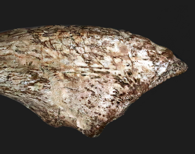 世界的発見者の来歴を持つ、由緒正しき逸品、この先ずっと宝物として守り継いでいただきたい……あのSTAN発掘者「スタン・サリクソン氏」の標本、ティラノサウルス・レックス(Tyrannosaurus rex)幼体のフットクロウ化石(その7)