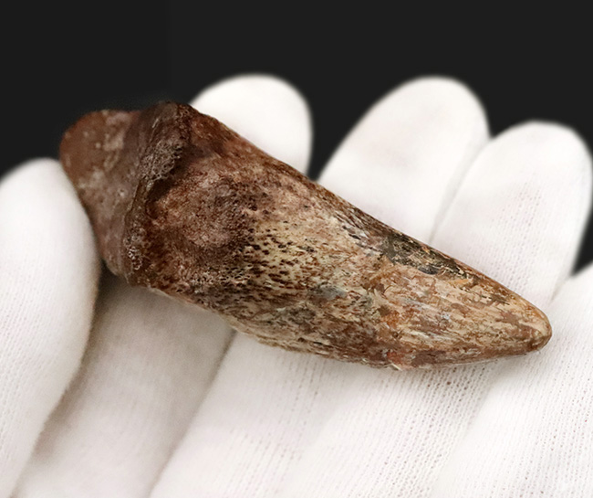 世界的発見者の来歴を持つ、由緒正しき逸品、この先ずっと宝物として守り継いでいただきたい……あのSTAN発掘者「スタン・サリクソン氏」の標本、ティラノサウルス・レックス(Tyrannosaurus rex)幼体のフットクロウ化石(その8)