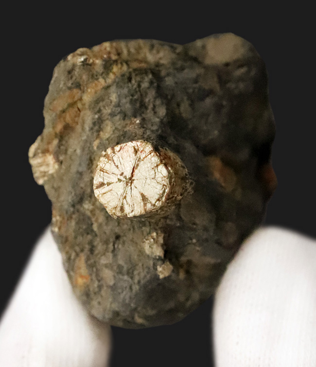 日本由来の美しい石を貴方のデスクに飾ってみませんか？京都府亀岡市稗田野産「桜石」（その1）