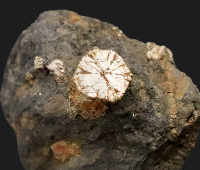 日本由来の美しい石を貴方のデスクに飾ってみませんか？京都府亀岡市稗田野産「桜石」（その2）