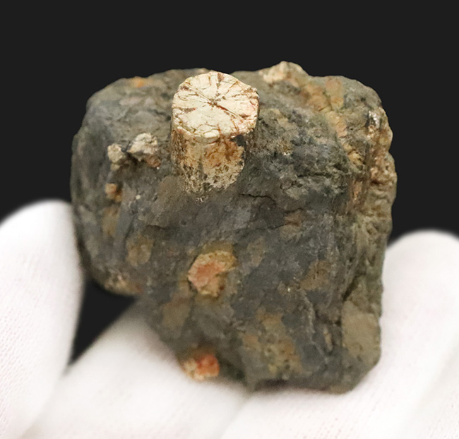 日本由来の美しい石を貴方のデスクに飾ってみませんか？京都府亀岡市稗田野産「桜石」（その3）