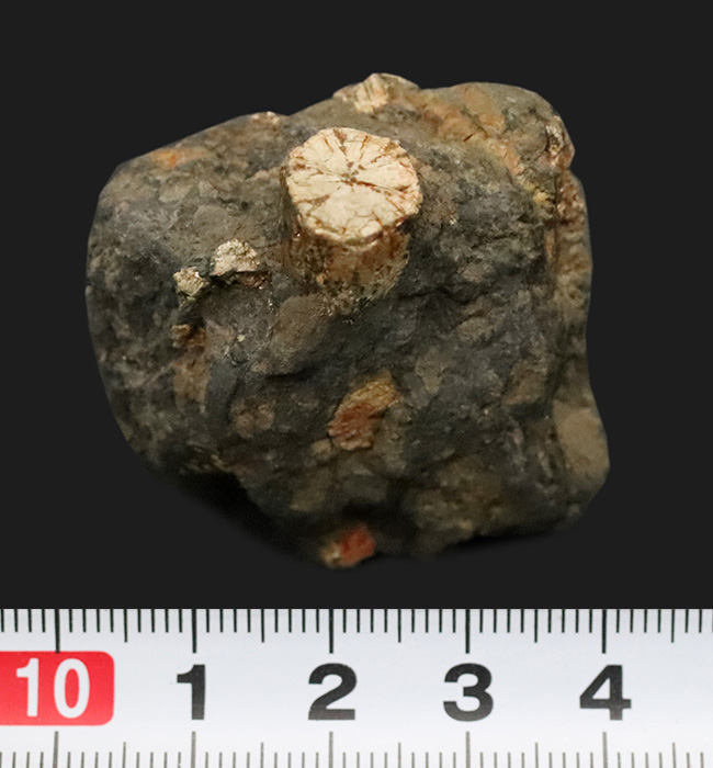 日本由来の美しい石を貴方のデスクに飾ってみませんか？京都府亀岡市稗田野産「桜石」（その5）