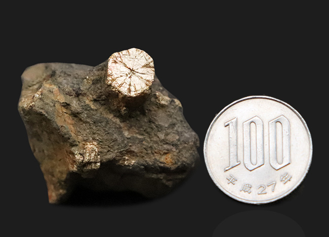 日本由来の美しい石を貴方のデスクに飾ってみませんか？京都府亀岡市稗田野産「桜石」（その6）