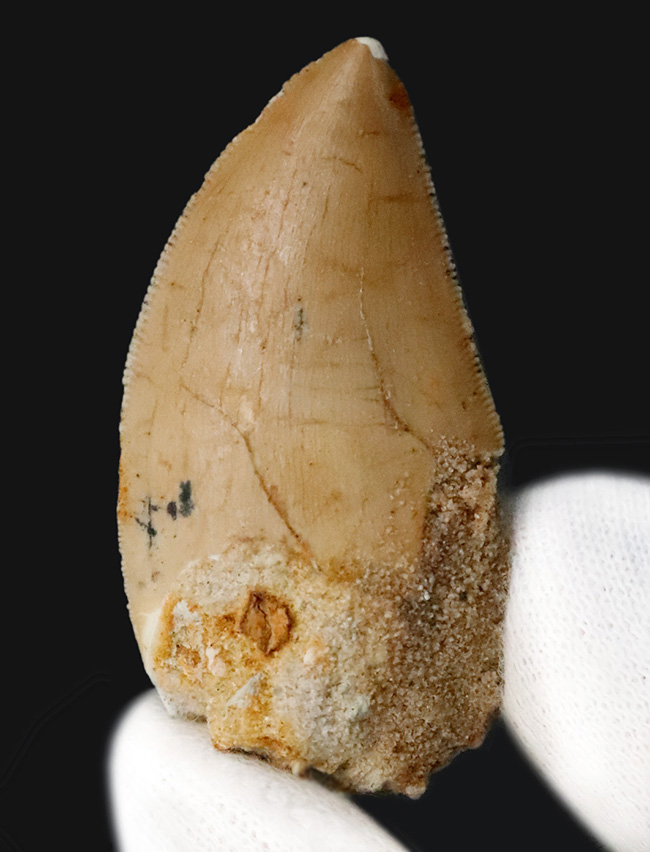 白亜紀、北アフリカの覇者。カルカロドントサウルス（Carcharodontosaurus saharicus）が遺した1億年前の銘刀（歯化石）（その2）