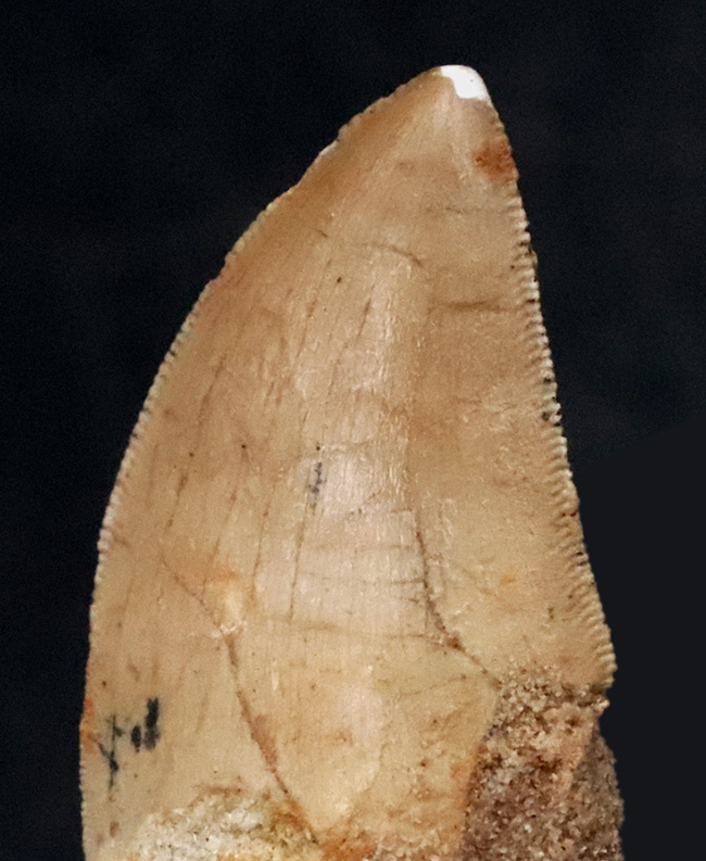 白亜紀、北アフリカの覇者。カルカロドントサウルス（Carcharodontosaurus saharicus）が遺した1億年前の銘刀（歯化石）（その3）