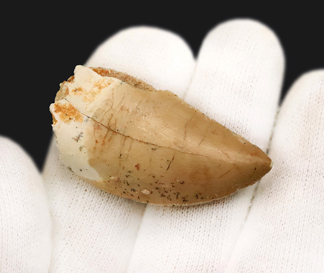 白亜紀、北アフリカの覇者。カルカロドントサウルス（Carcharodontosaurus saharicus）が遺した1億年前の銘刀（歯化石）（その4）