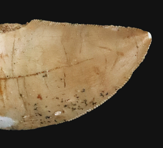 白亜紀、北アフリカの覇者。カルカロドントサウルス（Carcharodontosaurus saharicus）が遺した1億年前の銘刀（歯化石）（その5）