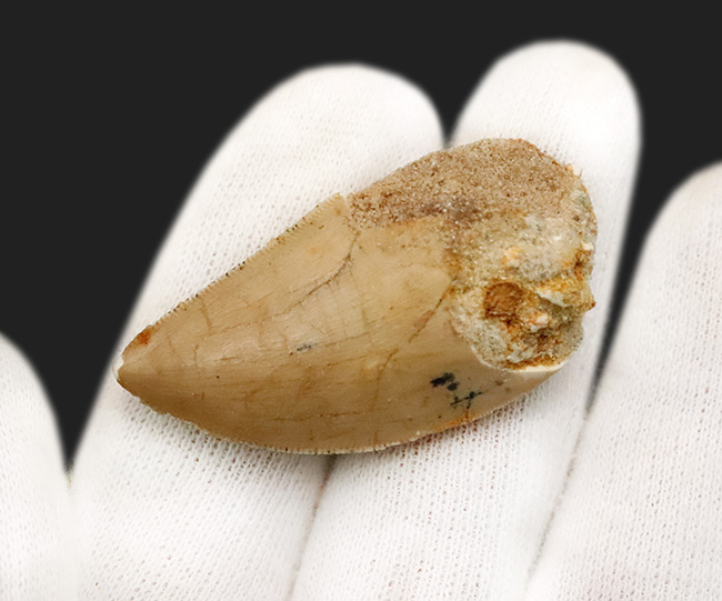 白亜紀、北アフリカの覇者。カルカロドントサウルス（Carcharodontosaurus saharicus）が遺した1億年前の銘刀（歯化石）（その6）