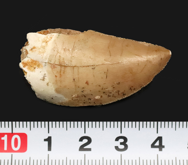 白亜紀、北アフリカの覇者。カルカロドントサウルス（Carcharodontosaurus saharicus）が遺した1億年前の銘刀（歯化石）（その7）