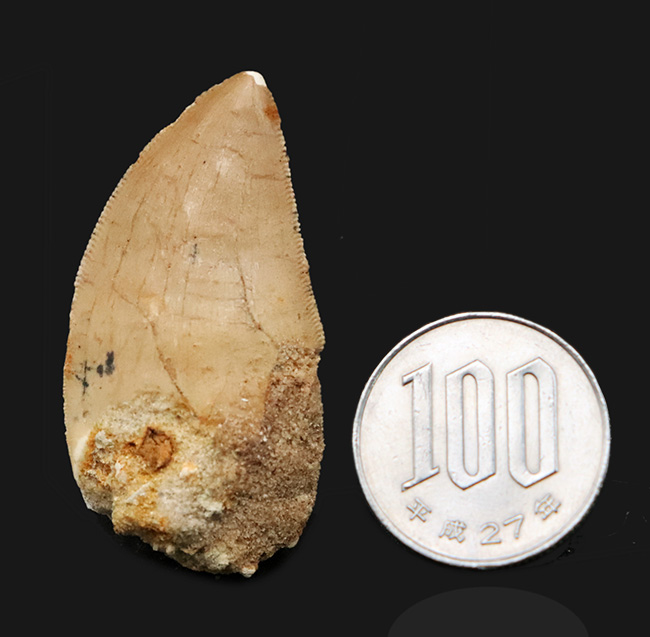 白亜紀、北アフリカの覇者。カルカロドントサウルス（Carcharodontosaurus saharicus）が遺した1億年前の銘刀（歯化石）（その8）
