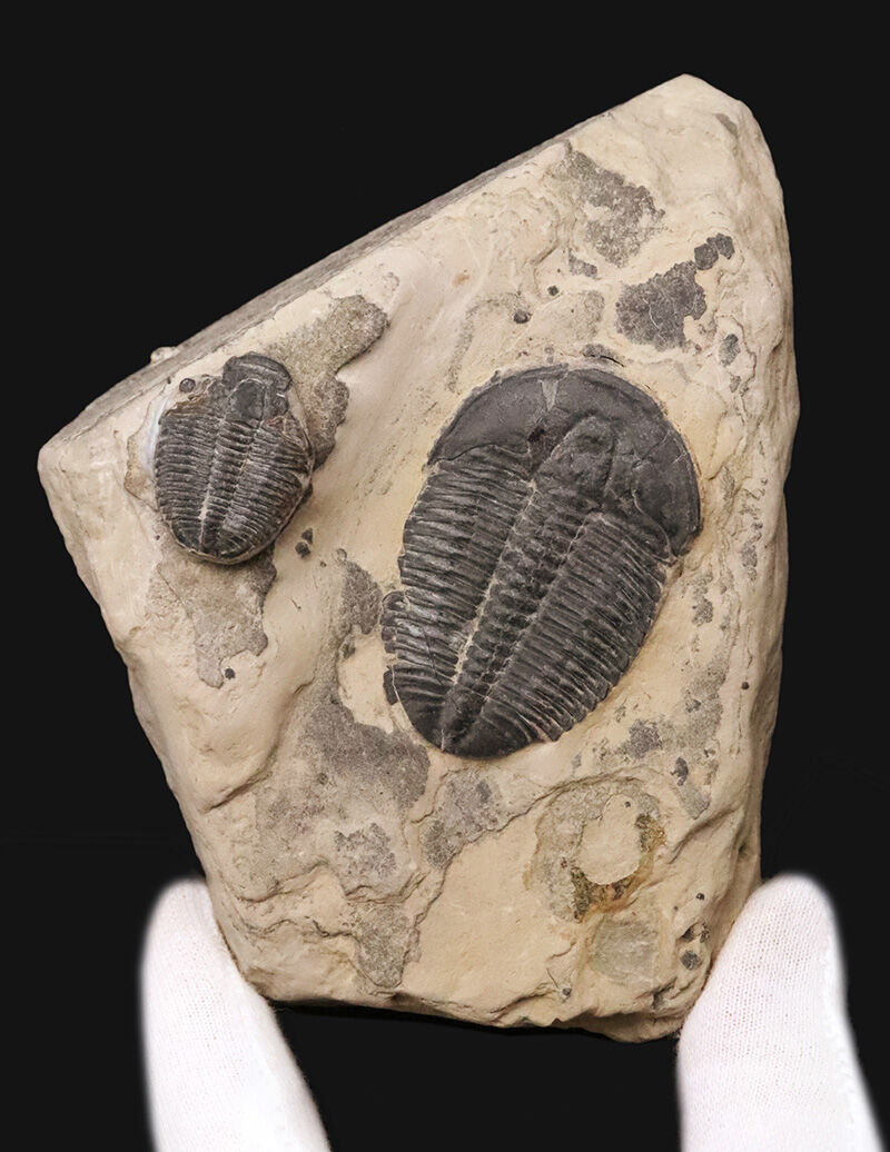 通常サイズの倍以上！4.4cm巨大エルラシア×2体共出の特別標本、エルラシア・キンギ（Elrathia kingii）（その1）