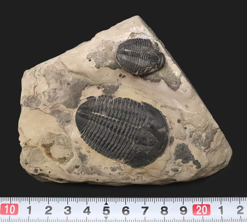 通常サイズの倍以上！4.4cm巨大エルラシア×2体共出の特別標本、エルラシア・キンギ（Elrathia kingii）（その10）