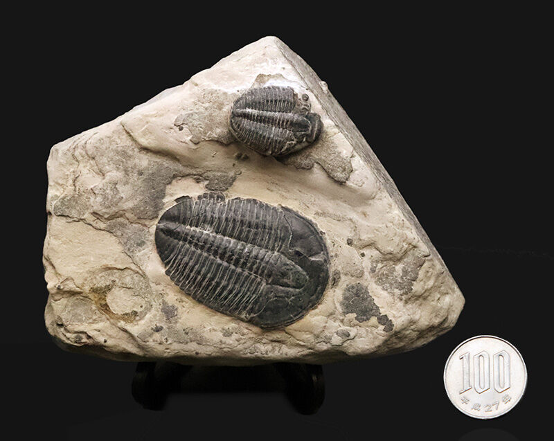 通常サイズの倍以上！4.4cm巨大エルラシア×2体共出の特別標本、エルラシア・キンギ（Elrathia kingii）（その11）