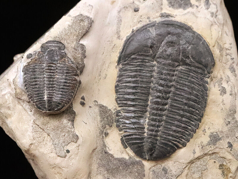 通常サイズの倍以上！4.4cm巨大エルラシア×2体共出の特別標本、エルラシア・キンギ（Elrathia kingii）（その2）