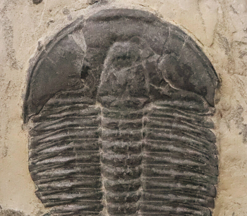 通常サイズの倍以上！4.4cm巨大エルラシア×2体共出の特別標本、エルラシア・キンギ（Elrathia kingii）（その3）