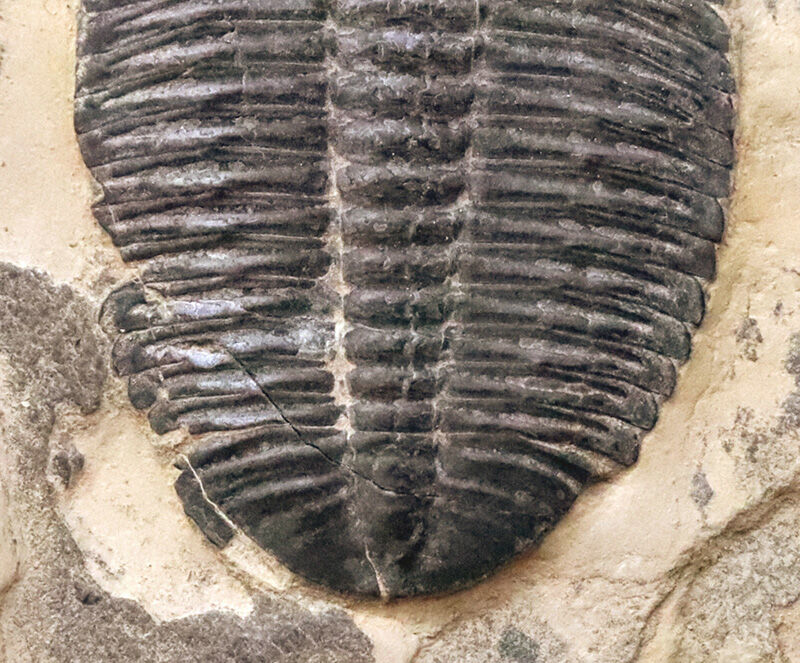 通常サイズの倍以上！4.4cm巨大エルラシア×2体共出の特別標本、エルラシア・キンギ（Elrathia kingii）（その4）