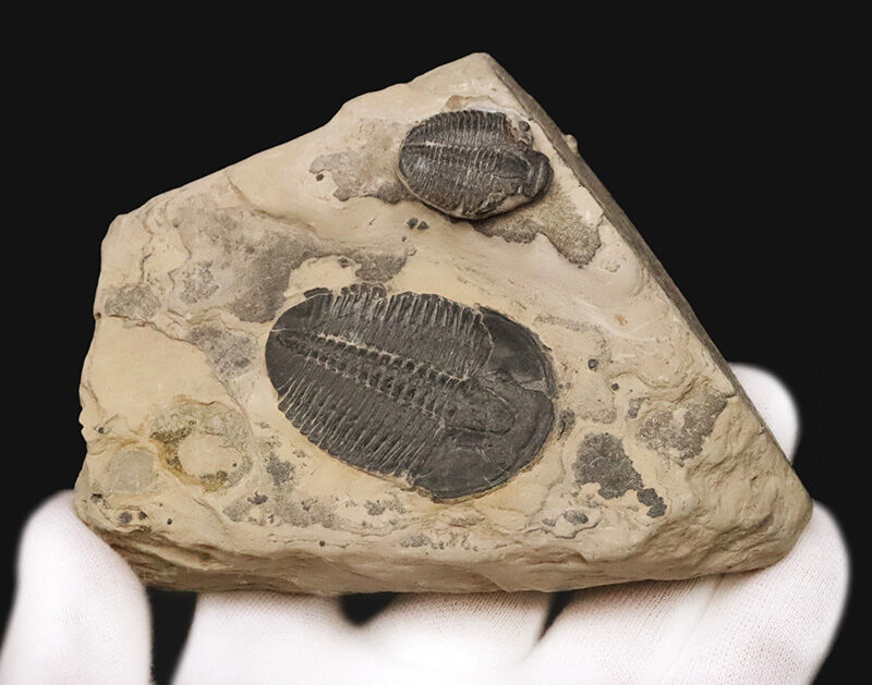 通常サイズの倍以上！4.4cm巨大エルラシア×2体共出の特別標本、エルラシア・キンギ（Elrathia kingii）（その5）