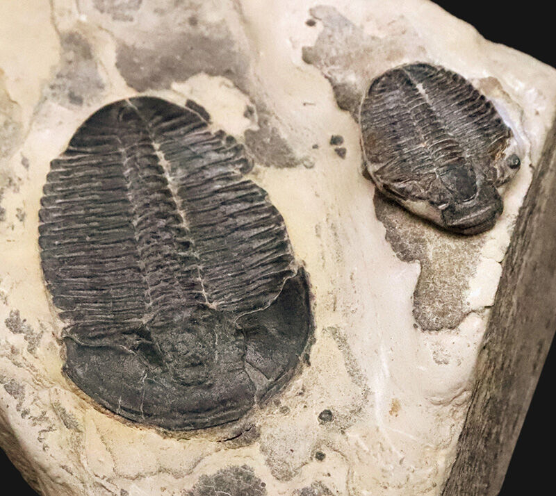 通常サイズの倍以上！4.4cm巨大エルラシア×2体共出の特別標本、エルラシア・キンギ（Elrathia kingii）（その6）