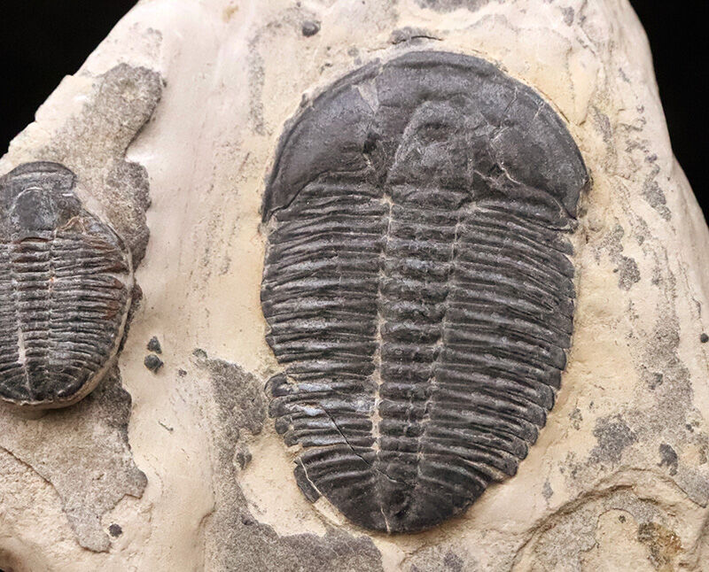 通常サイズの倍以上！4.4cm巨大エルラシア×2体共出の特別標本、エルラシア・キンギ（Elrathia kingii）（その7）