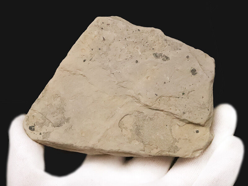 通常サイズの倍以上！4.4cm巨大エルラシア×2体共出の特別標本、エルラシア・キンギ（Elrathia kingii）（その8）