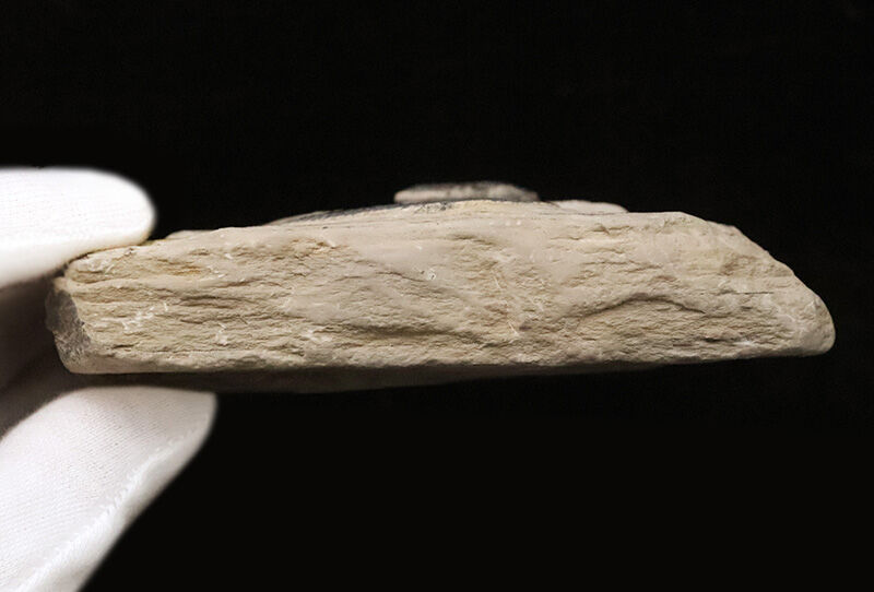 通常サイズの倍以上！4.4cm巨大エルラシア×2体共出の特別標本、エルラシア・キンギ（Elrathia kingii）（その9）