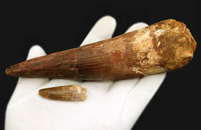 これは怪物だ！なんと直線計測で16センチ超！歴代最大クラス標本に勝るとも劣らない、最大級の迫力を誇る XXLサイズのスピノサウルス（Spinosaurus）の歯化石（その10）