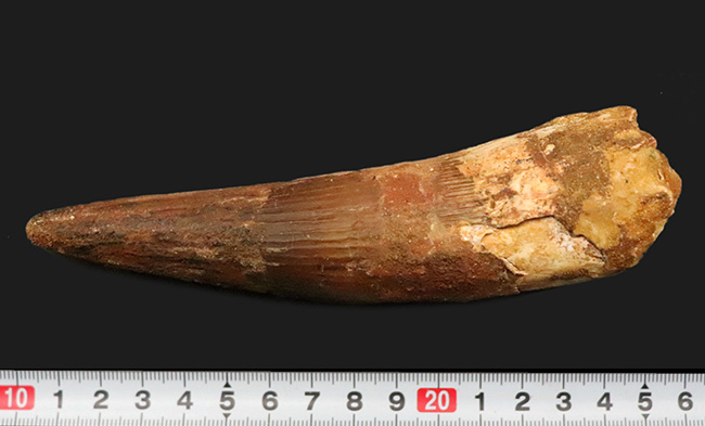 これは怪物だ！なんと直線計測で16センチ超！歴代最大クラス標本に勝るとも劣らない、最大級の迫力を誇る XXLサイズのスピノサウルス（Spinosaurus）の歯化石（その11）