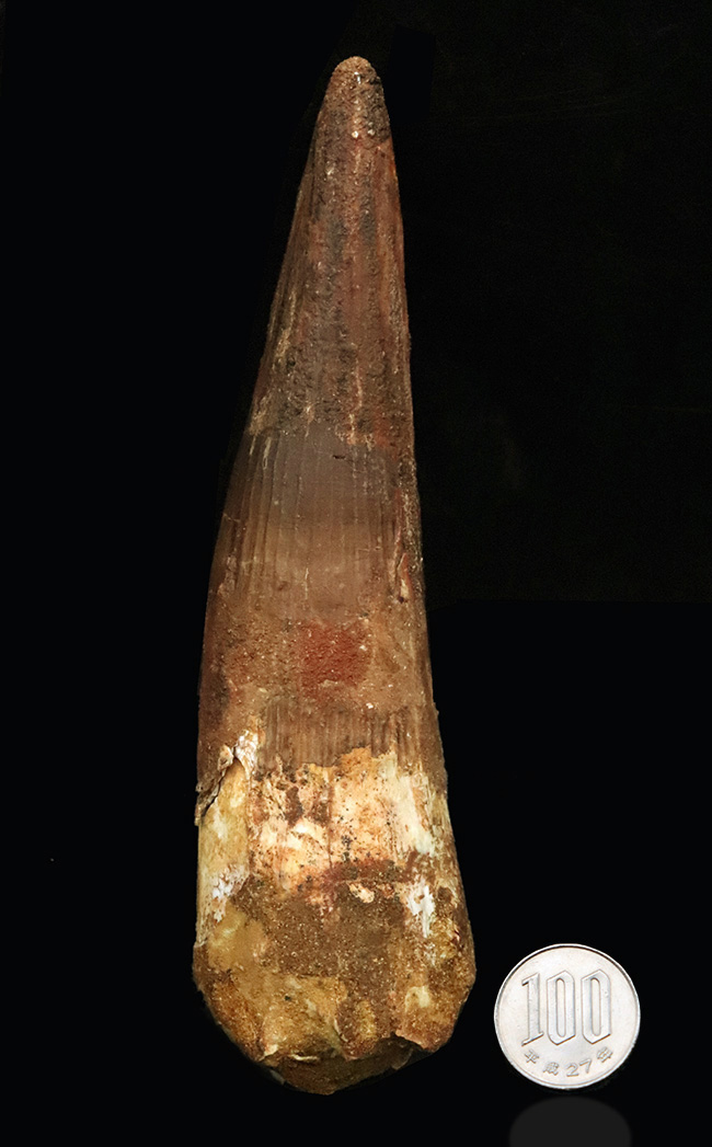 これは怪物だ！なんと直線計測で16センチ超！歴代最大クラス標本に勝るとも劣らない、最大級の迫力を誇る XXLサイズのスピノサウルス（Spinosaurus）の歯化石（その12）