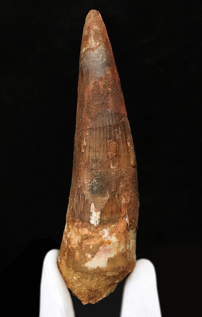 これは怪物だ！なんと直線計測で16センチ超！歴代最大クラス標本に勝るとも劣らない、最大級の迫力を誇る XXLサイズのスピノサウルス（Spinosaurus）の歯化石（その2）